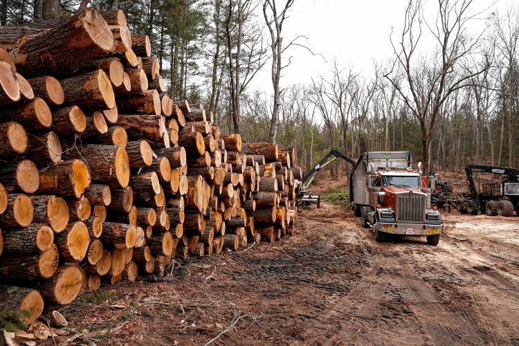 Logging crews work on a section of Dufresne Park on a March afternoon in Granby.