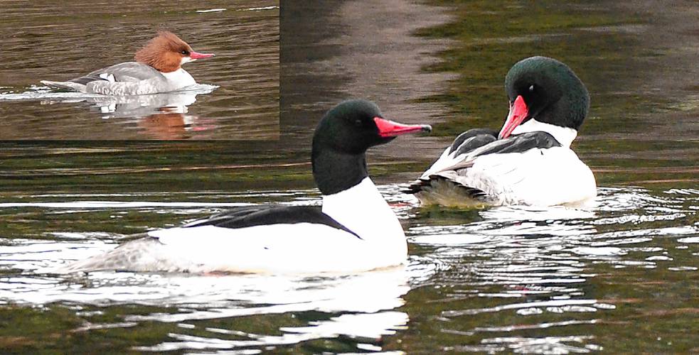 Below, to male Common Mergansers are relaxing on the pond while I take photos from behind a nearby tree. Note the subtle green on the tops of their heads. Insert: This female Common Merganser has quite a different look, but the red bill gives her away.
