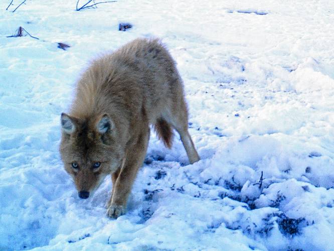 Pet owners are urged to stay vigilant as coyotes, such as this Eastern coyote, are more acvtive  during their mating season, spanning January through March.