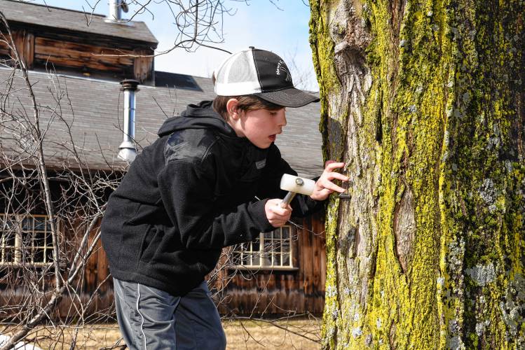 Miles Williams, 10, taps a maple tree outside his family’s sugar house on a recent Friday. 