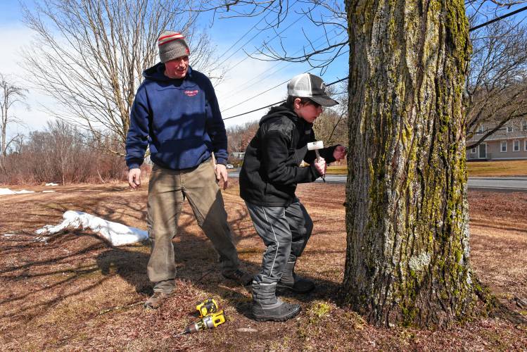 Chip Williams of the Williams Farm Sugar House in Deerfield and his son Miles Williams, 10, tap a maple tree outside their sugar house on a recent Friday. 