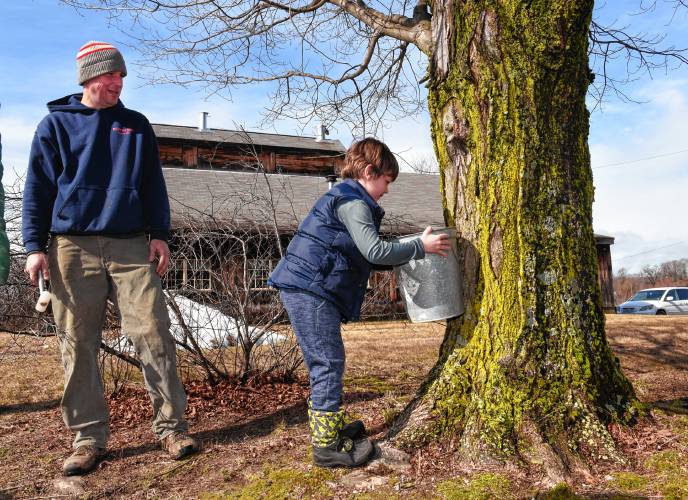 Chip Williams of the Williams Farm Sugar House in Deerfield and his son Jacob Williams, 8, tap a maple tree outside their sugar house on a recent Friday. 