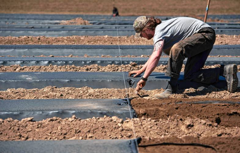 Elyse Cote and Sam McGuire, managers at Mountain View Farm in Easthampton, get beds ready to plant squash and cucumbers in the next week. 